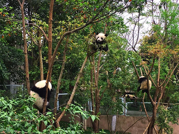 Giant pandas in Chengdu travel experience