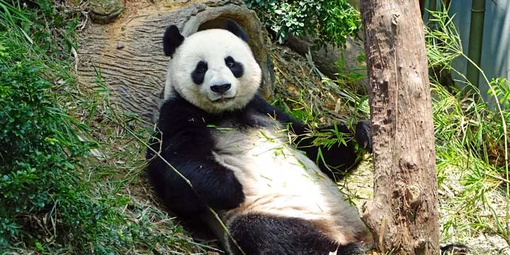 Giant pandas in Chengdu travel experience