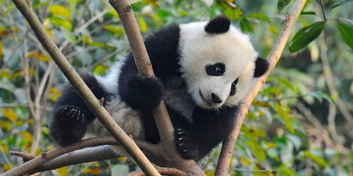 Giant pandas in Chengdu travel experience