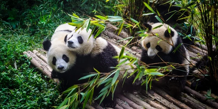 Giant pandas in Chengdu travel experience