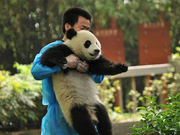 Giant pandas in Chengdu travel experience