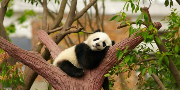 Giant pandas in Chengdu travel experience