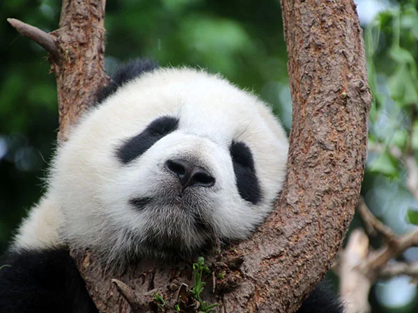 Giant pandas in Chengdu travel experience