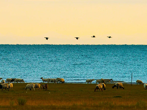 Qinghai Lake travel experience