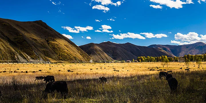 Sichuan travel experience