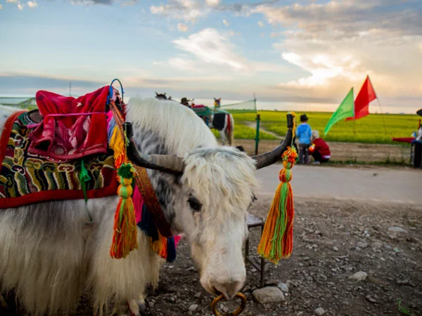 Tibet travel experience