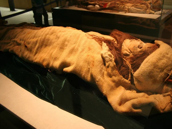 Tarim Basin archaeological display in a Xinjiang museum Tarim Basin archaeological display in a Xinjiang museum