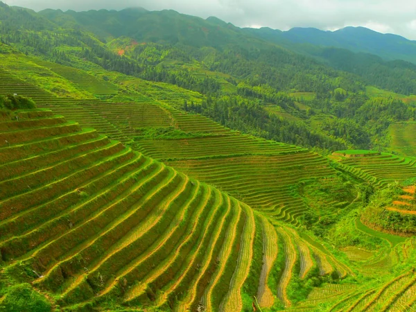 Green rice terraces at Longji in Guangxi during the agricultural season