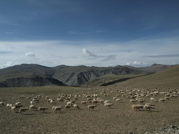 High-altitude landscape near Ngari in western Tibet High-altitude landscape near Ngari in western Tibet