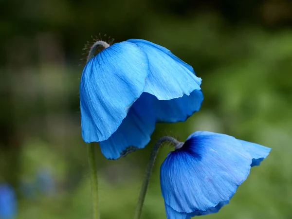 Himalayan blue poppy species shown in cultivation