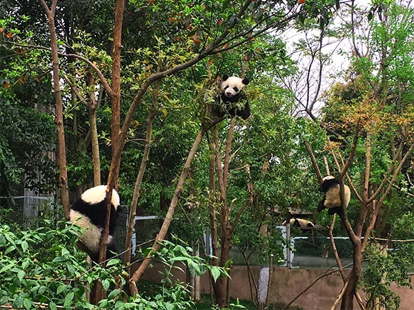 11 Days China Family Panda Tour - Chengdu Research Base Of Giant Panda Breeding