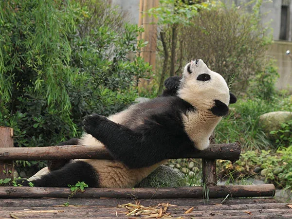 12 Days China Panda Adventure Family Tour - Chengdu Research Base Of Giant Panda Breeding