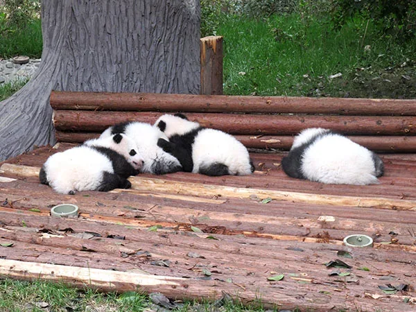 12 Days China Panda Tour - Chengdu Research Base Of Giant Panda Breeding