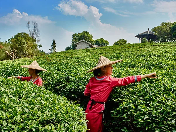 13 Days Chinese Kung Fu Exploration - Experience The Chinese Tea Culture
