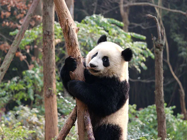 16 Days China Highlight Tour - Chengdu Research Base Of Giant Panda Breeding