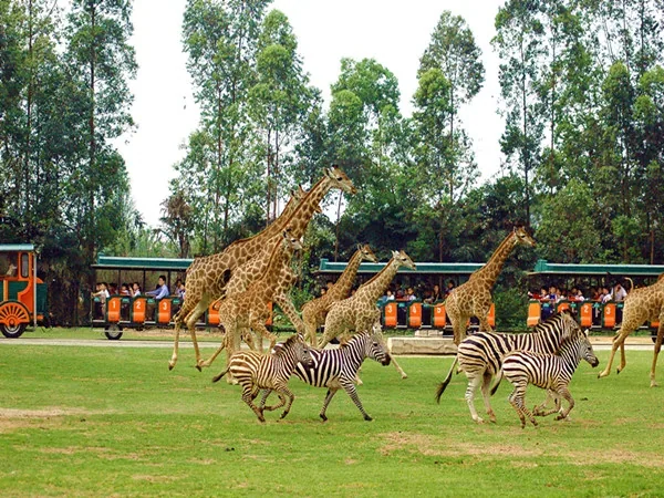 2 Days Guangzhou Landmarks Tour including Chimelong Safari Park - Chimelong Safari Park
