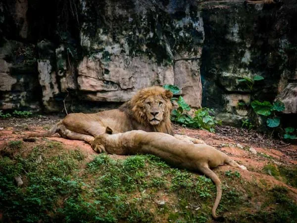 5 Days Guangzhou City Happy Discovery Tour - Chimelong Safari Park