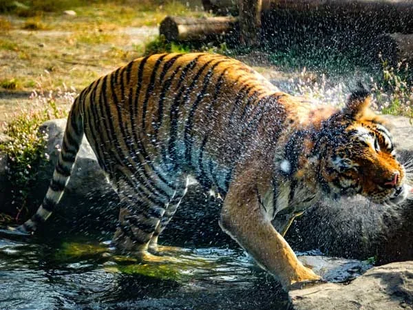 6 Days Guangzhou Discover In-depth - Chimelong Safari Park