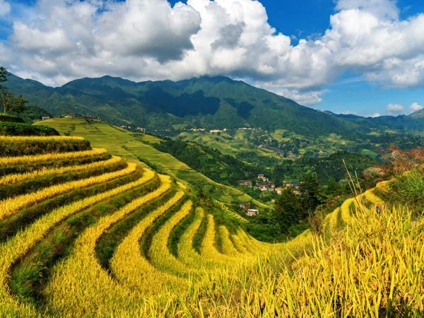 6 Days Guilin, Longji and Sanjiang Tour - Longji Rice Terrace