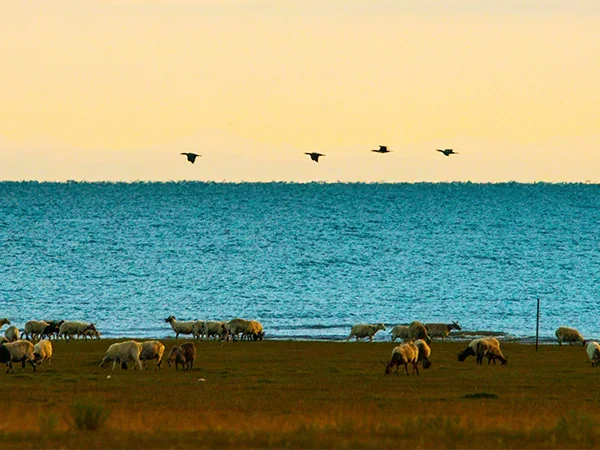 6 Days Qinghai Lake–Zhangye Circle Line Trip - Qinghai Lake