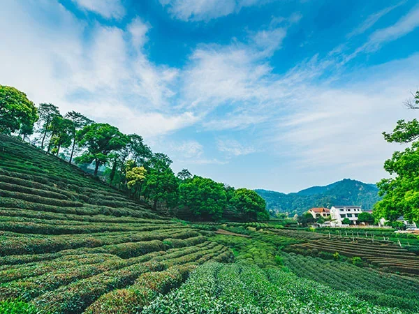 7 Days Eastern China Tour - Meijiawu Tea Village
