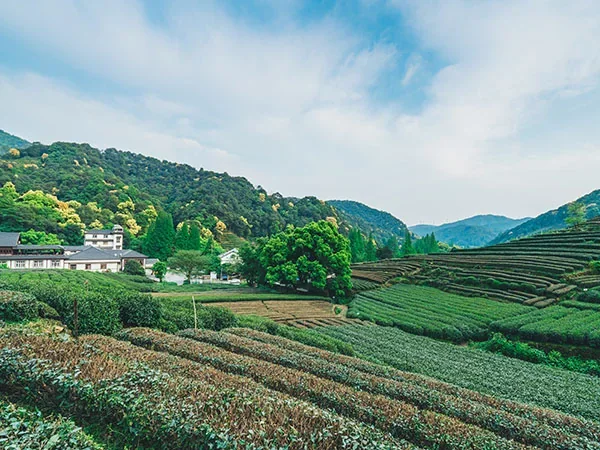 One Day Hangzhou Highlight Tour - Meijiawu Tea Village