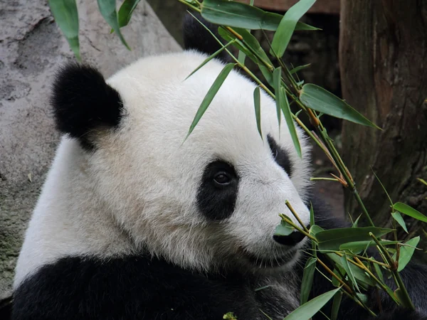 Giant panda at Panda Ridge in San Diego Zoo Giant panda at Panda Ridge in San Diego Zoo