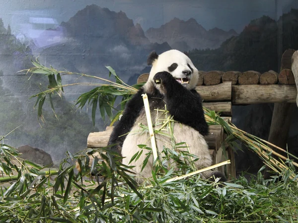 Giant panda at the Smithsonian National Zoo in Washington DC Giant panda at the Smithsonian National Zoo in Washington DC