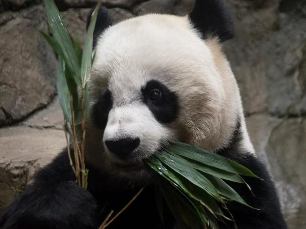 Giant panda habitat on the Asia Trail at Smithsonian National Zoo Giant panda habitat on the Asia Trail at Smithsonian National Zoo