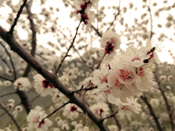 Close view of white and pink apricot flowers in Xinjiang Close view of white and pink apricot flowers in Xinjiang