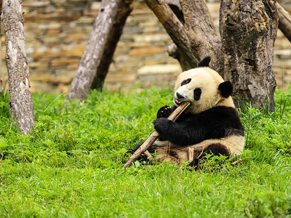 Giant panda eating bamboo in a natural enclosure