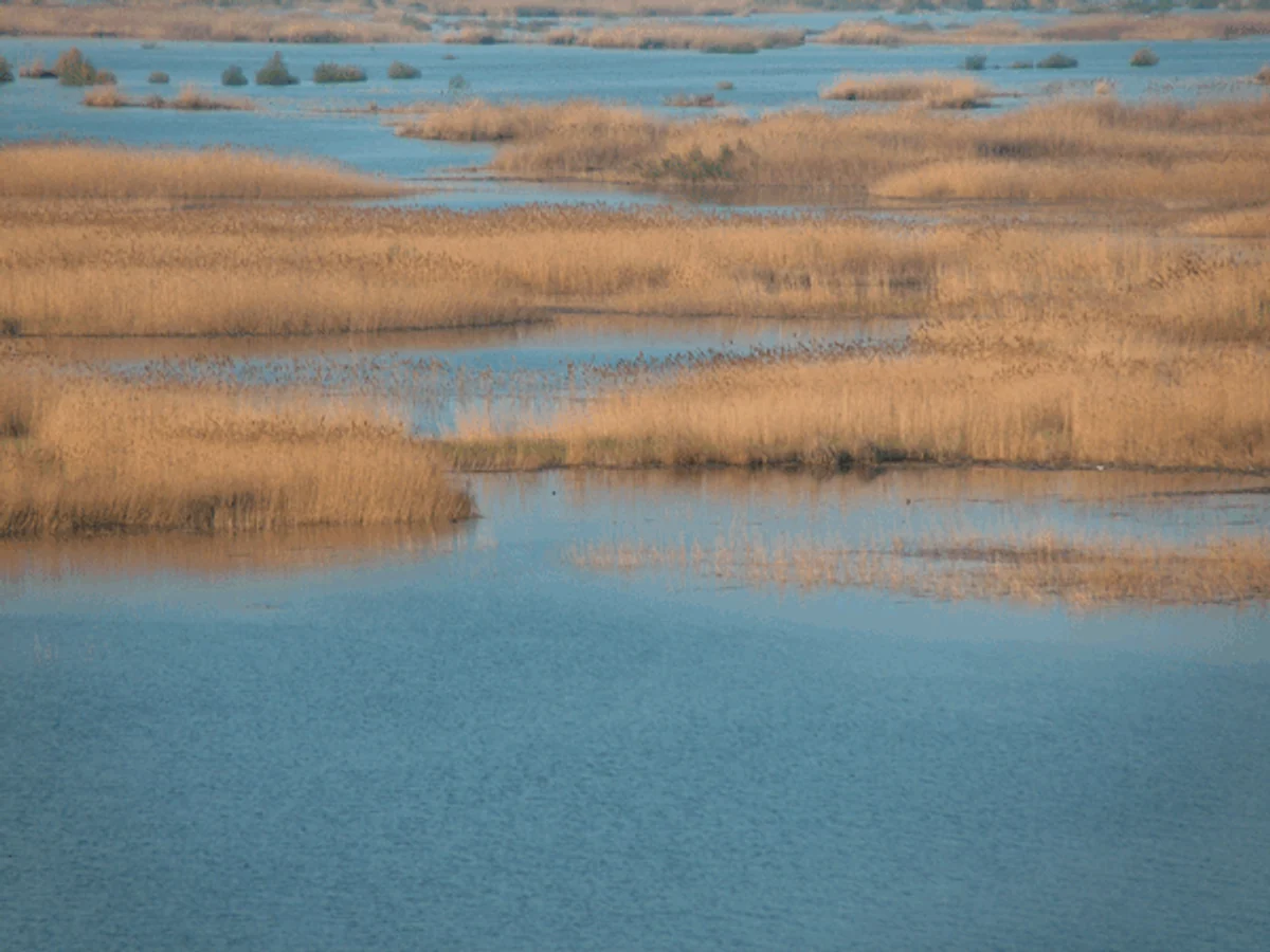 Liaohe Delta Wetland