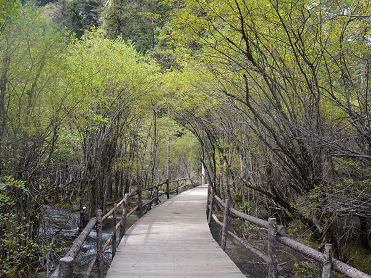 Primeval Forest in Jiuzhaigou Valley