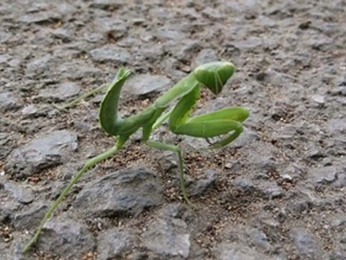 mantis boxing mantis boxing