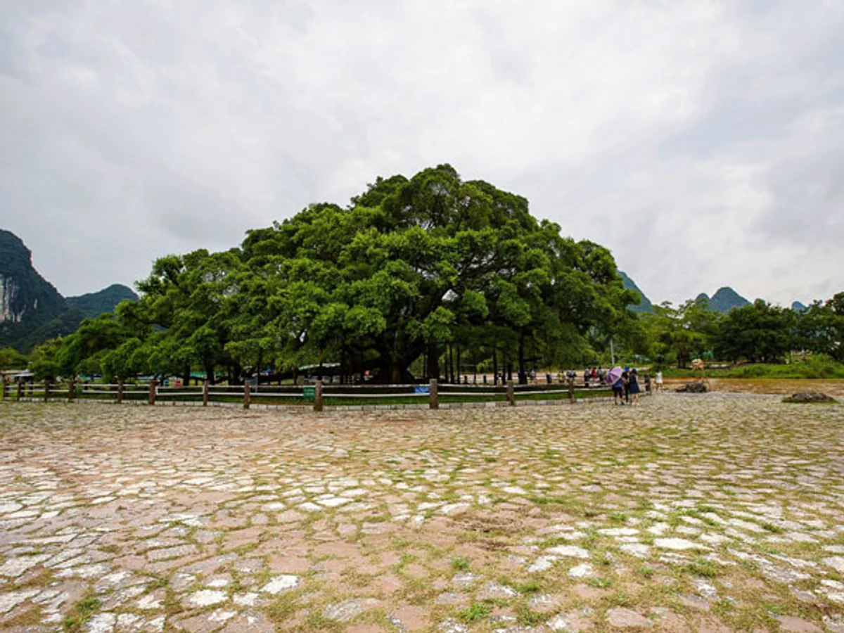 Yangshuo Big Banyan Tree