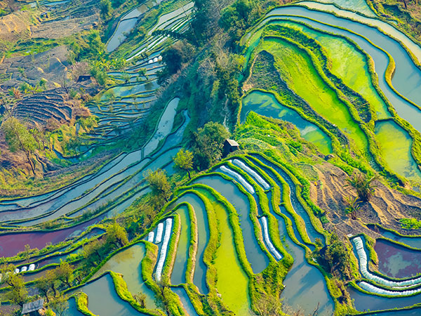 Yuanyang rice terraces in southern Yunnan