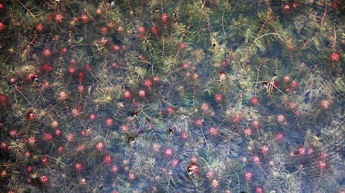 Flower lake 03