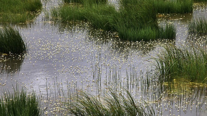 Flower lake 04
