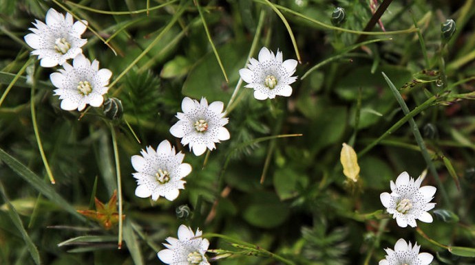 Flower lake 06