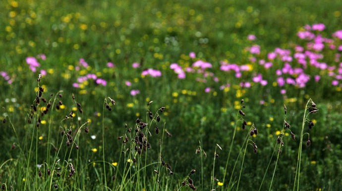 Flower lake 07