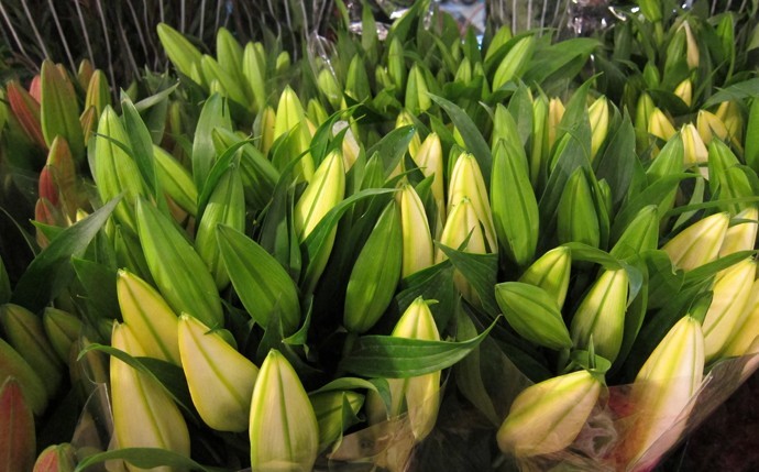 Kunming flower market 05