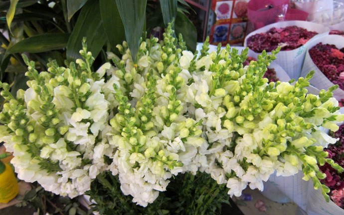 Kunming flower market 06