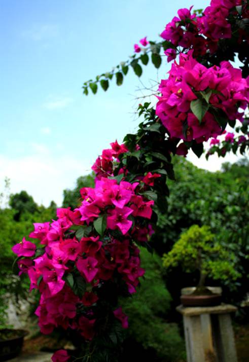 Huangguoshu 15