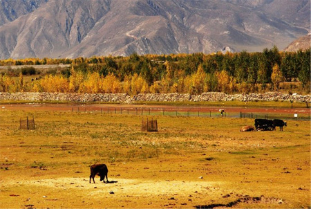 Tibet nyingchi travelogue 03