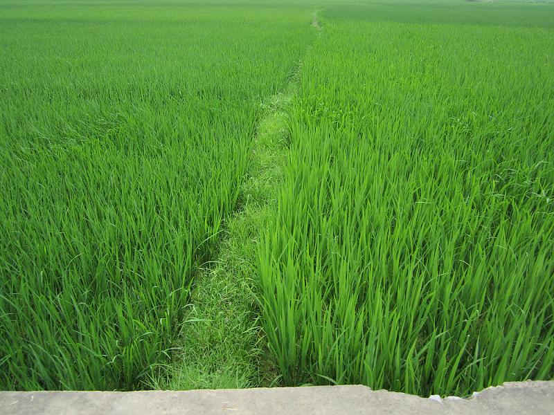 Yangshuo cycling 2012 17