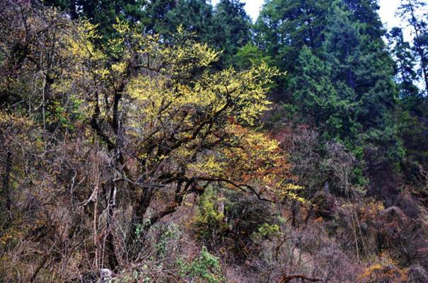 Tina娴疯灪娌焅Tina娴疯灪娌焅hailuogou valley trip 16