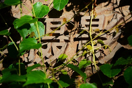 Wuzhen leisure trip 12
