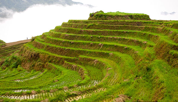 Longji Rice Terraces 02