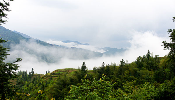 Longji Rice Terraces 04