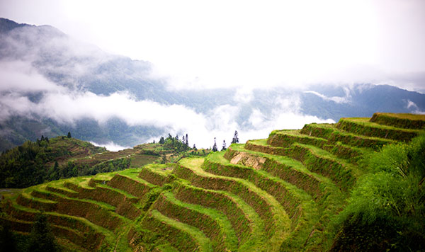 Longji Rice Terraces 05